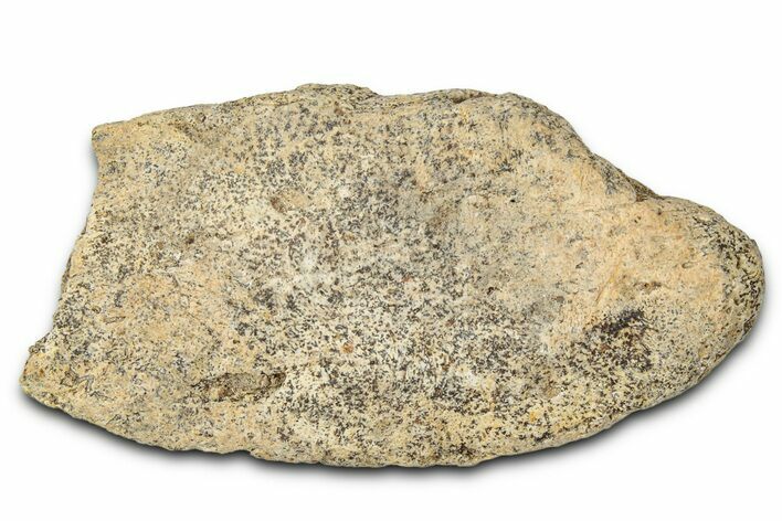 Dinosaur (Triceratops) Frill Shield Section - Montana #348030